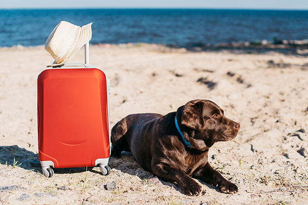 Viaggiare con animali | La Noria Case Vacanza | San Vito Lo Capo